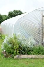 Permaculture polytunnel