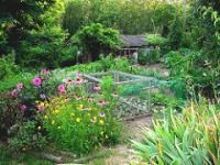High summer permaculture garden