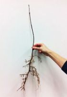 Bare root seedling